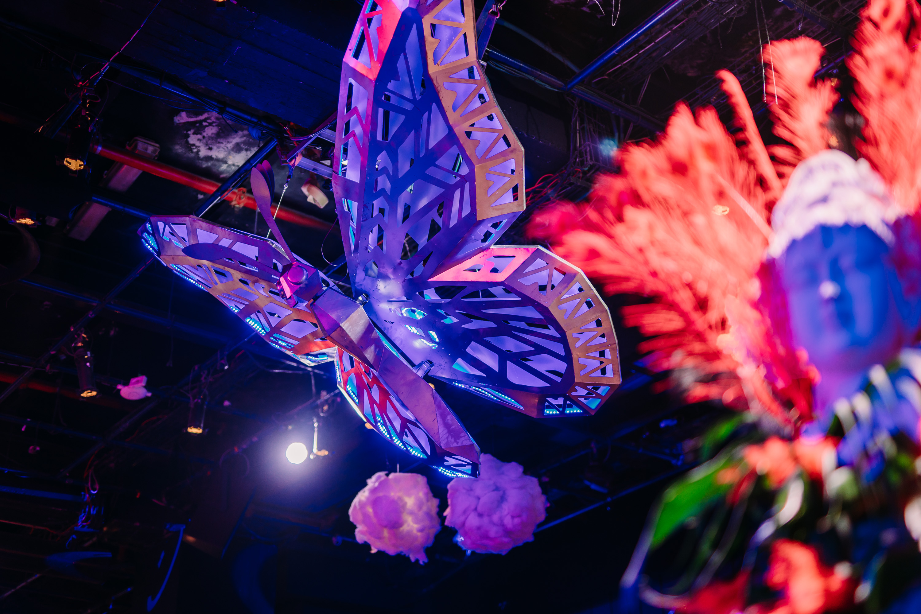 The Butterfly