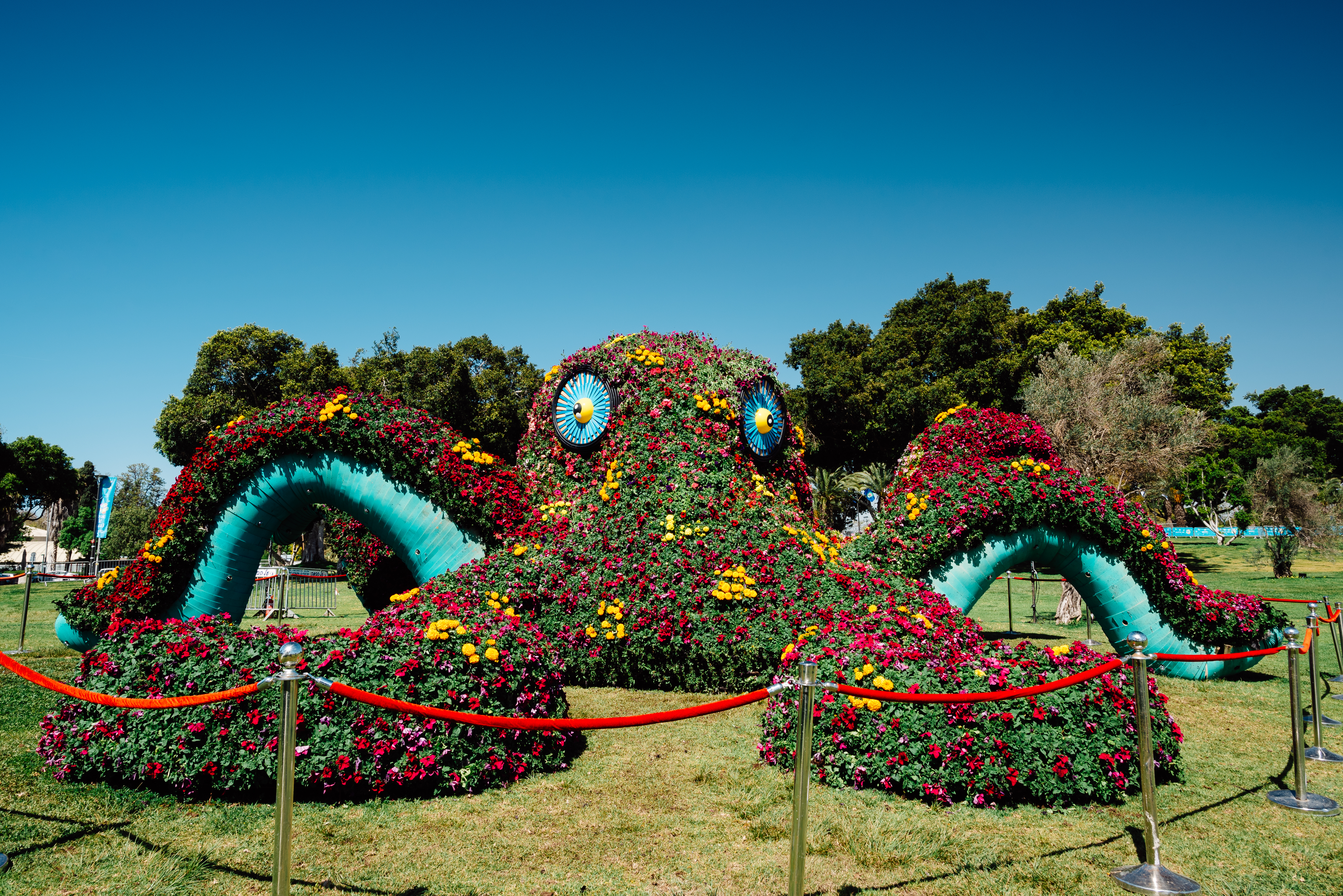 Octopus