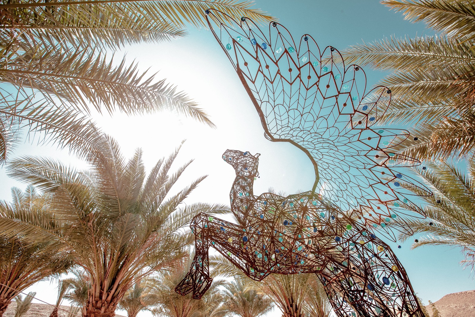 IRON LACE FLYING CAMEL
